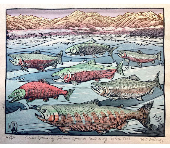 Seven Spawning Salmon Species Swimming Salish Seas - Bill Reiswig